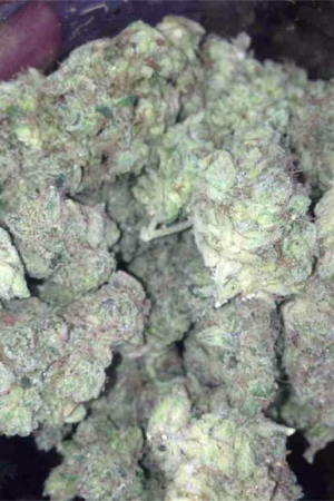 Banana OG Marijuana Strain