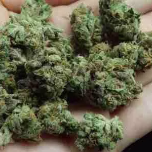 Buy Cheese Marijuana Strain