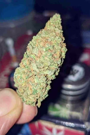 Buy Mango Kush Online