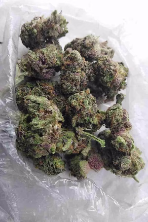 Gelato Marijuana Strain EU