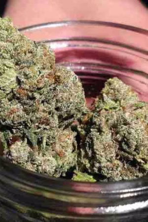 Headband Marijuana strain