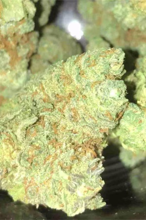 Lemon Diesel Weed Strain