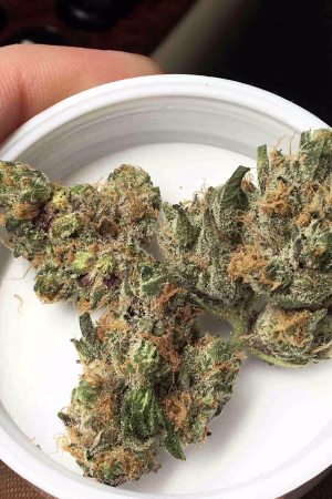 Apple Fritter Strain Online