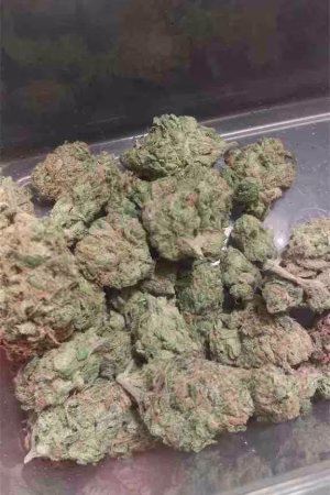 Buy Black Jack Strain Online