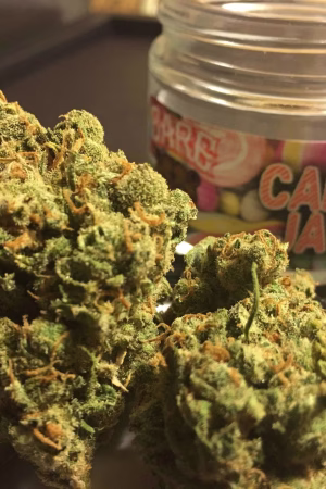 Candy Jack Cannabis Strain Online