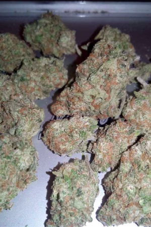Great White Shark Strain