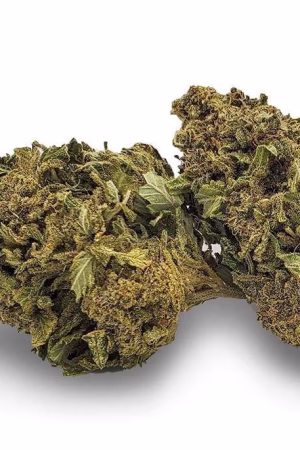 Laughing Buddha Weed Strain