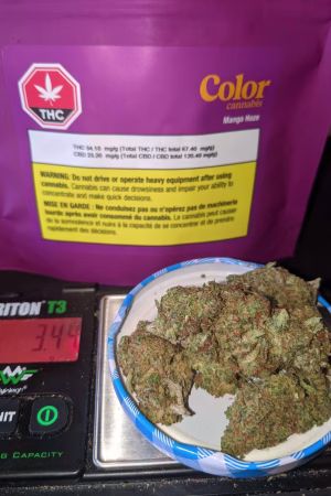 Mango Haze Cannabis Strain