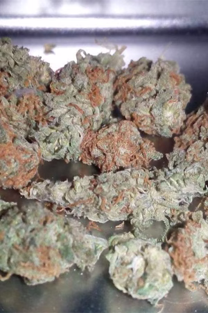 Moby Dick Weed Strain