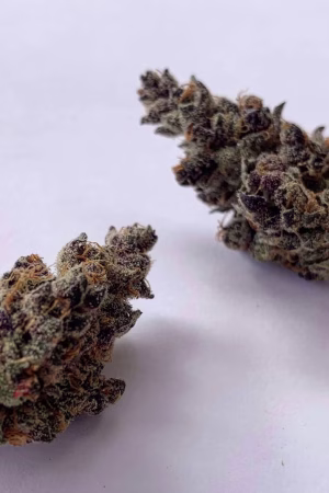 Tropicana Cookies Weed Strain