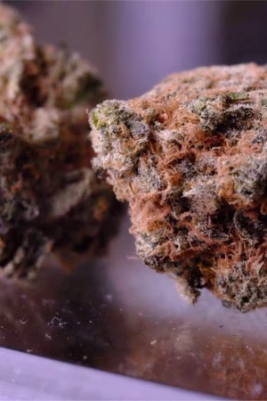 Vortex Marijuana Strain Online