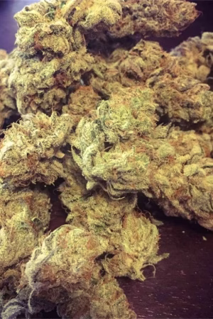 White Buffalo Cannabis Strain