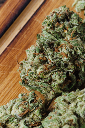 Hash Plant marijuana Strain